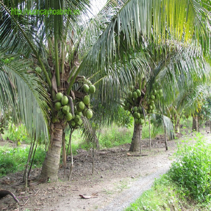 CÂY GIỐNG DỪA LÙN SIÊU QUẢ