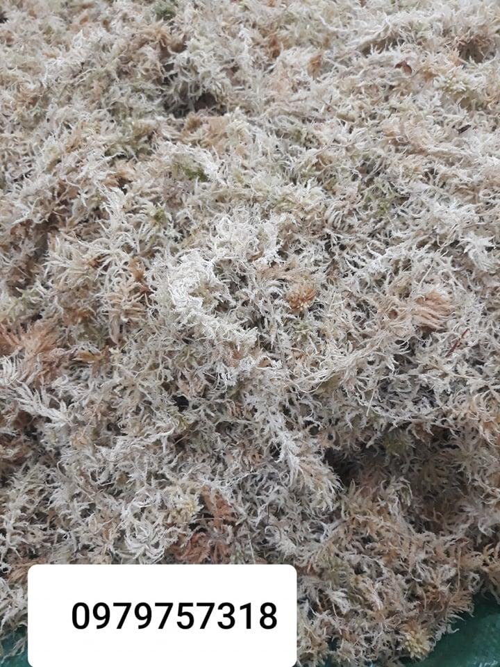Dớn ChiLe ( Rêu Trắng) bọc 2L