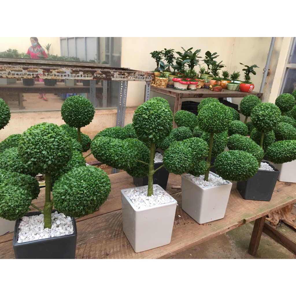 hạt giống cỏ may mắn gói 200 hạt