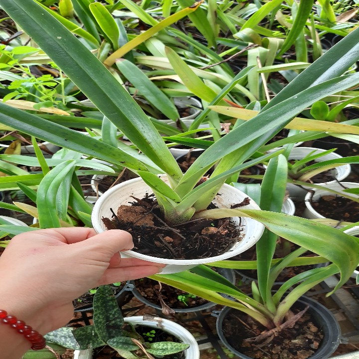 hoa lan hài kim