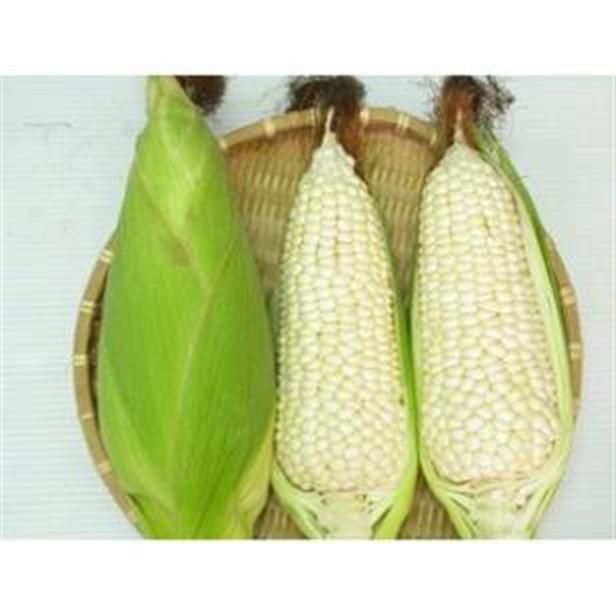 Hạt giống bắp nù - gói 100 gram