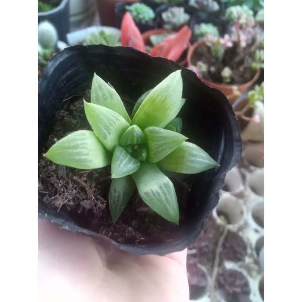 sen đá ngọc guốc nhỏ