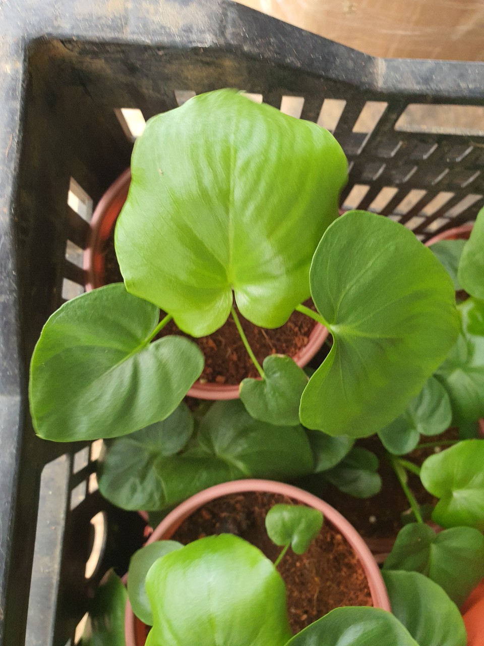 Trầu bà thanh xuân cây con
