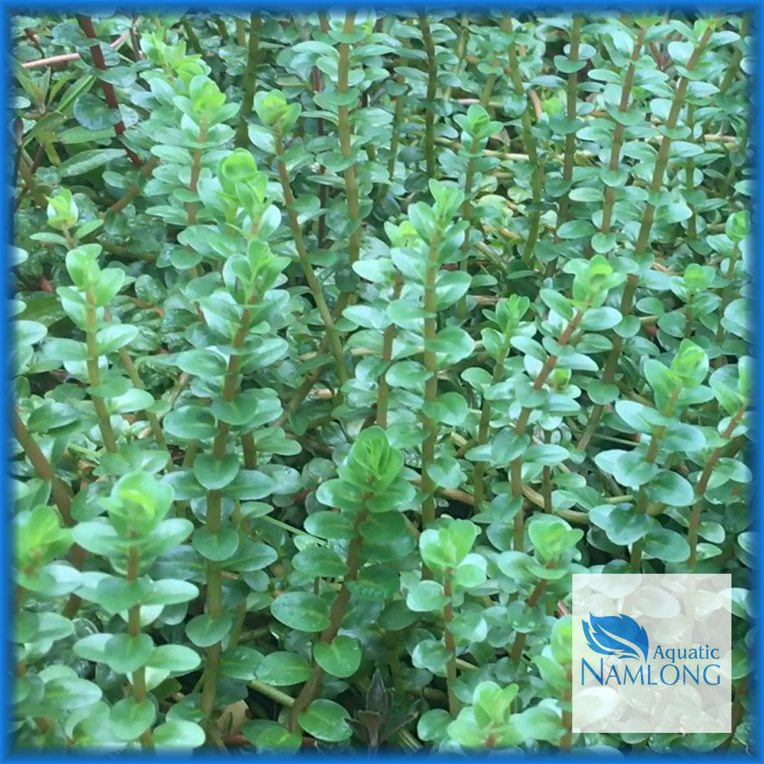Vảy ốc đỏ (10 ngọn) - Rotala Colorala - Cây thủy sinh cắt cắm