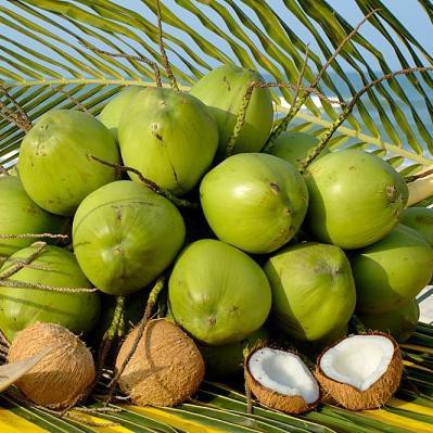 Mứt dừa sấy giòn gói 250gram