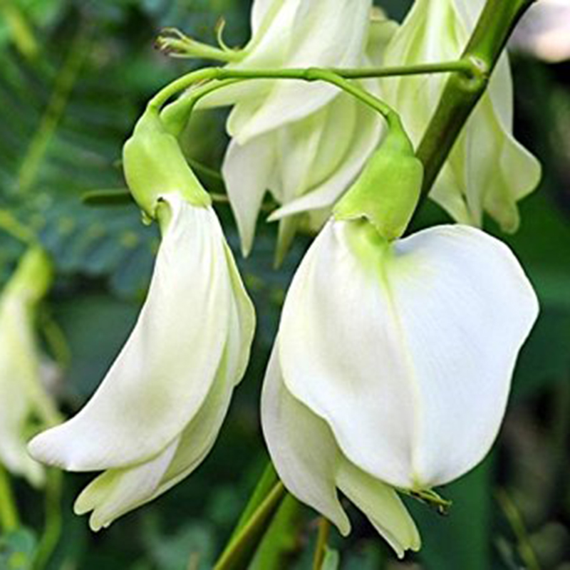 Hạt Giống So Đũa - 2gr