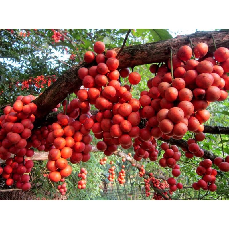 CÂY GIỐNG DÂU DA ĐẤT SIÊU SỚM