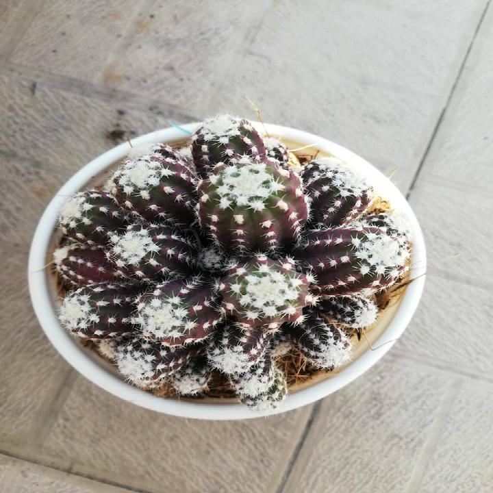 Xương rồng khế nguyên chùm