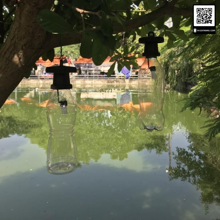 Dụng cụ bẫy ruồi vàng, ruồi giấm NR4C