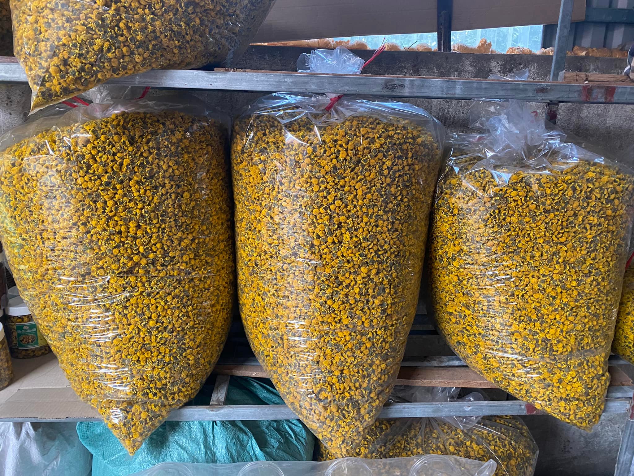 [HÀNG THƯỢNG HẠNG] 100g Trà Cúc Chi Sấy Lạnh