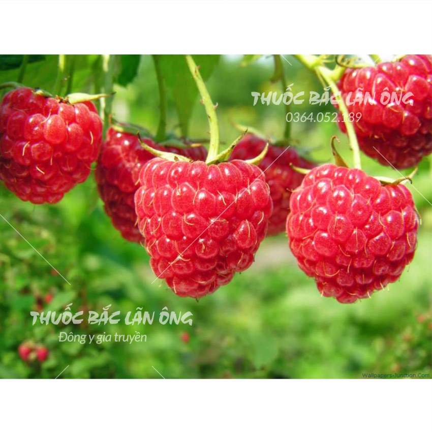 Phuc Boon Zi 500g, Raspberries, Raspberries, Dried, Clean, Make Tea, Eat Directly