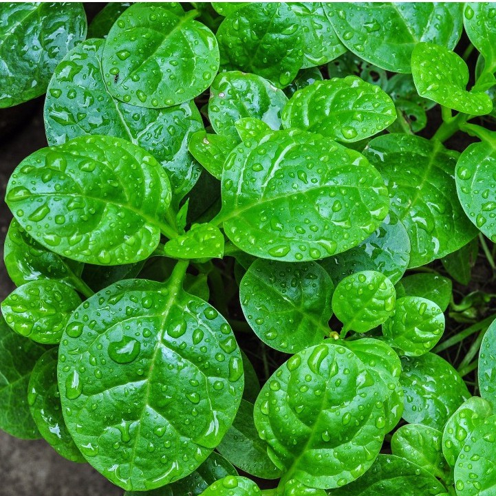 Hạt Giống Mồng Tơi Cao Sản 20gr - h2t farm