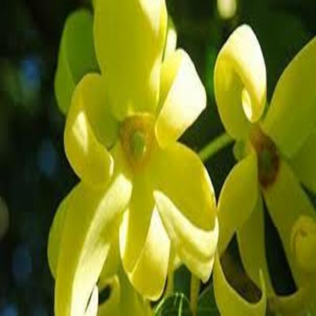 CÂY GIỐNG HOA HOÀNG LAN (NGỌC LAN TÂY, NGỌC LAN VÀNG)