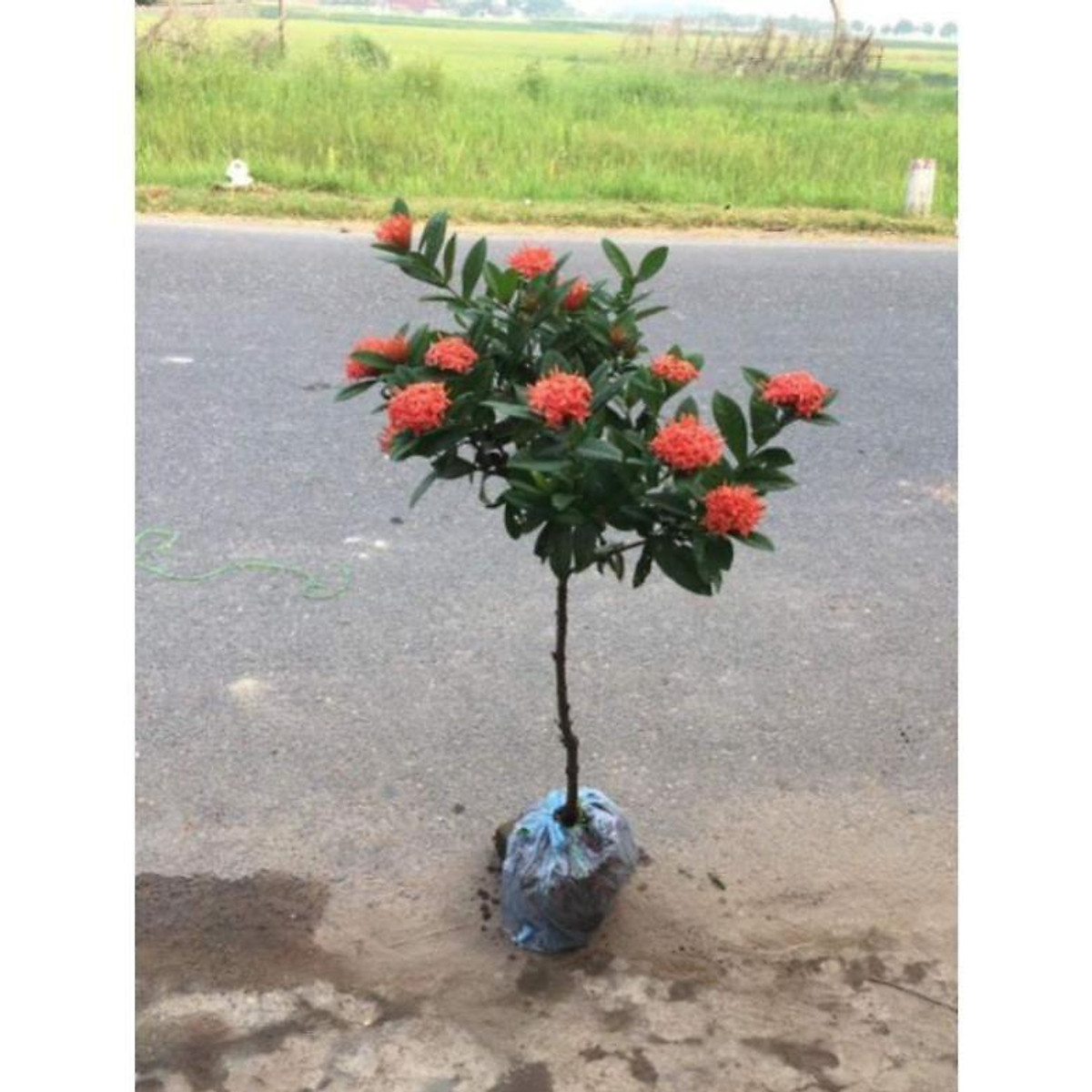 Mẫu đơn ta một thân hoa đỏ đẹp , cây đẹp, giống chuẩn