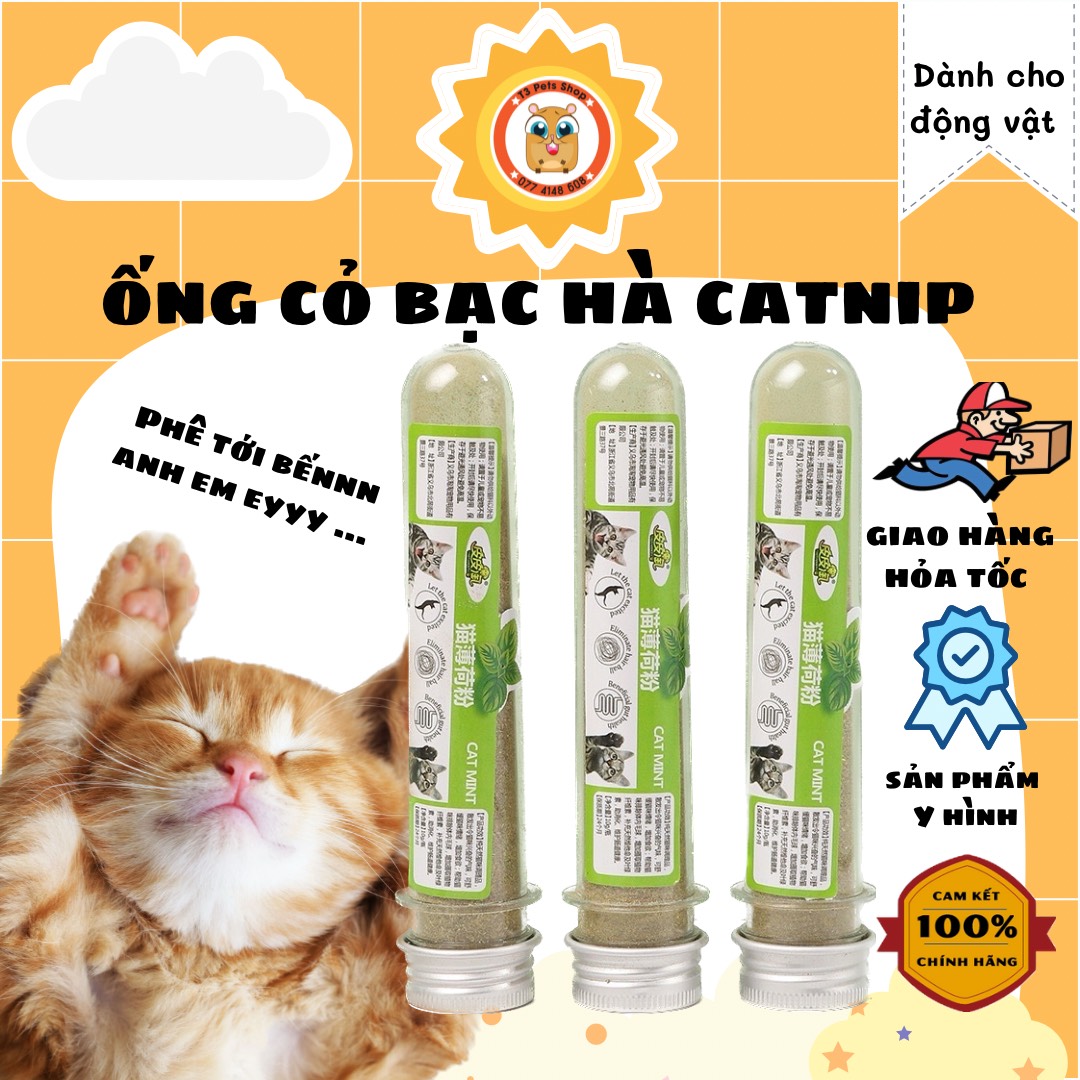 Cỏ bạc hà mèo catnip - cho mèo phê pha quên đường về