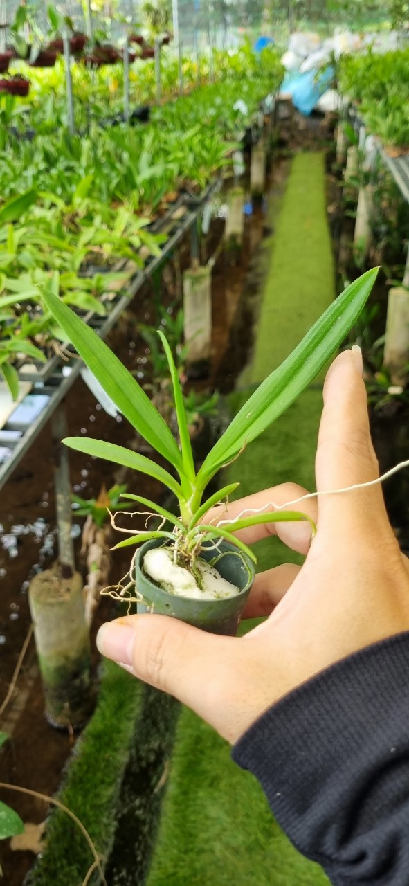 Hoa lan Vũ nữ peru size cây giống
