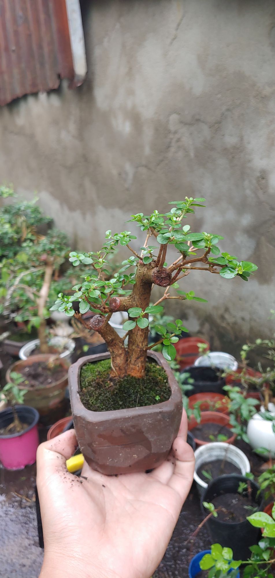 Sam hương mini gốc cỡ ngón tay