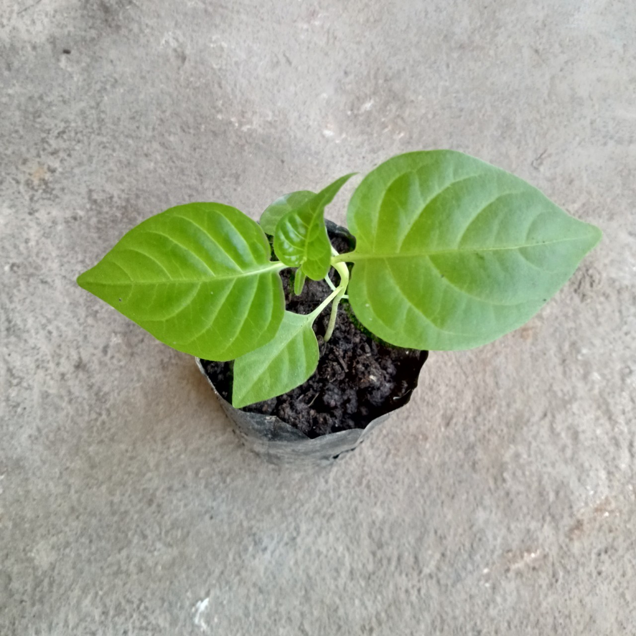 Cây (2 tháng) Ớt Habanero Yellow Siêu Cay