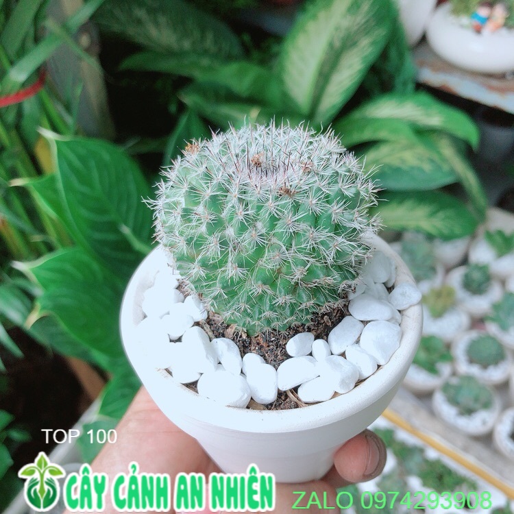 Chậu Xương Rồng Bánh Sinh Nhật
