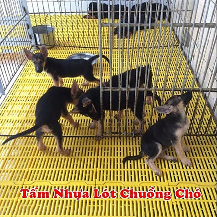 bộ 6 Tấm lót sàn nhựa vệ sinh cho chó mèo( 40x55cm X 6 TẤM màu VÀNG)