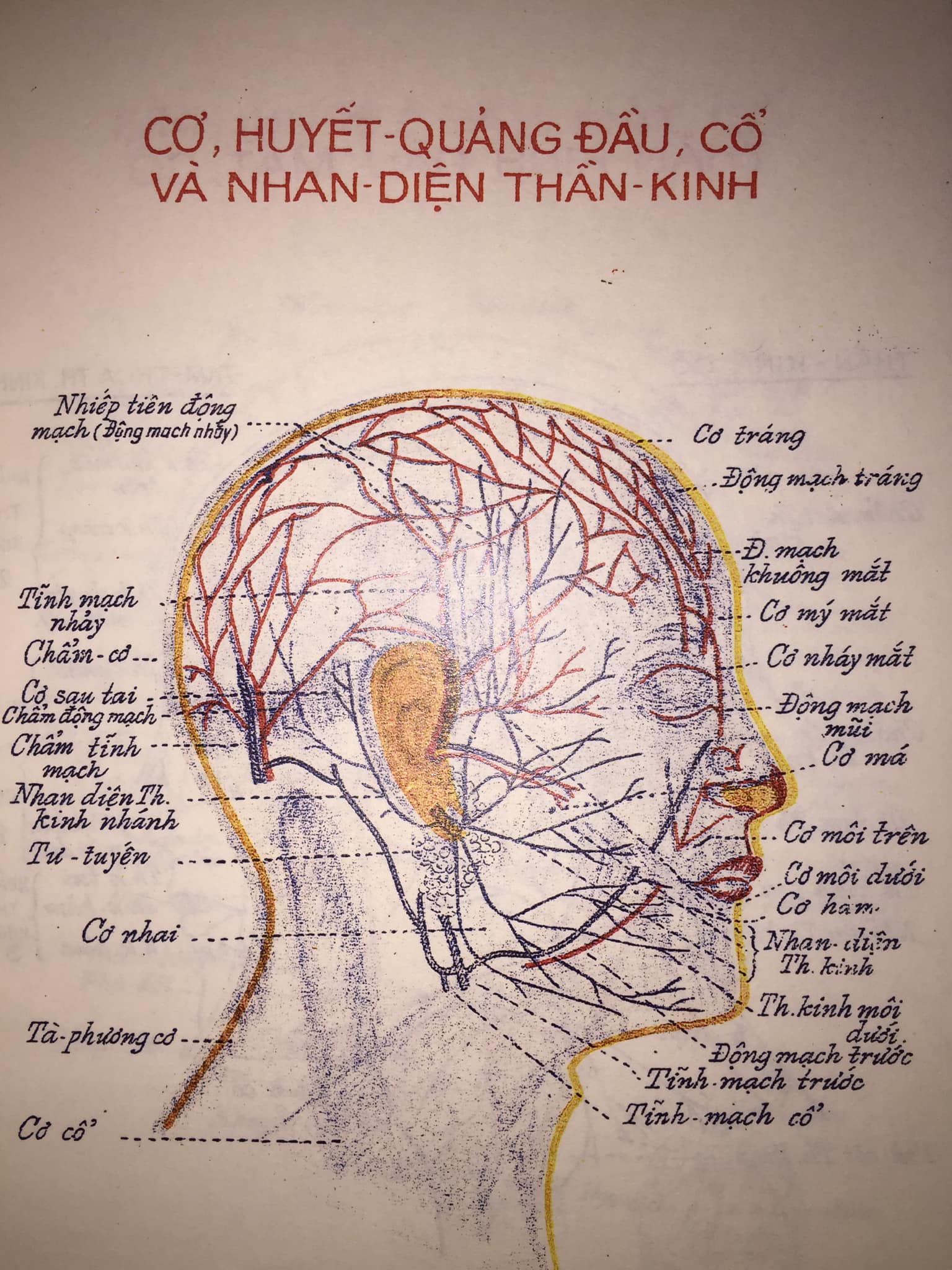 Sách Cẩm Nang Châm Cứu