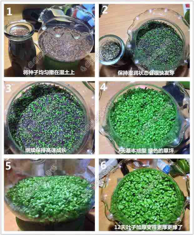 Hạt giống thuỷ sinh. Cỏ tình yêu