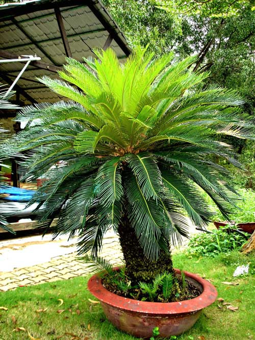 Cây giống thiên tuế (cao từ 25cm đến 30cm) - CayGiongTot