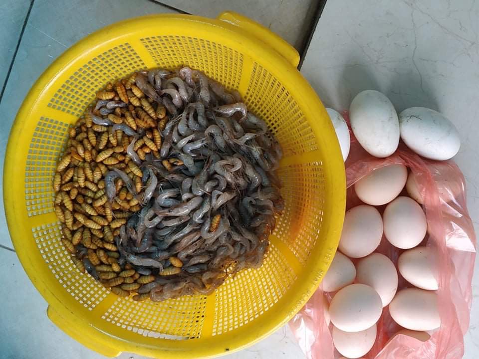 [HCM]Cám chào mào hảo hảo
