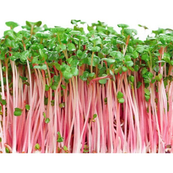 Hạt Giống Rau Mầm Củ Cải Đỏ - Gói 20gram