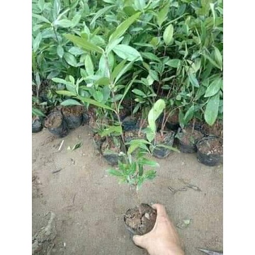 Cây giống cherry Brazil (ra trái siêu sớm- cam kết chuẩn giống)