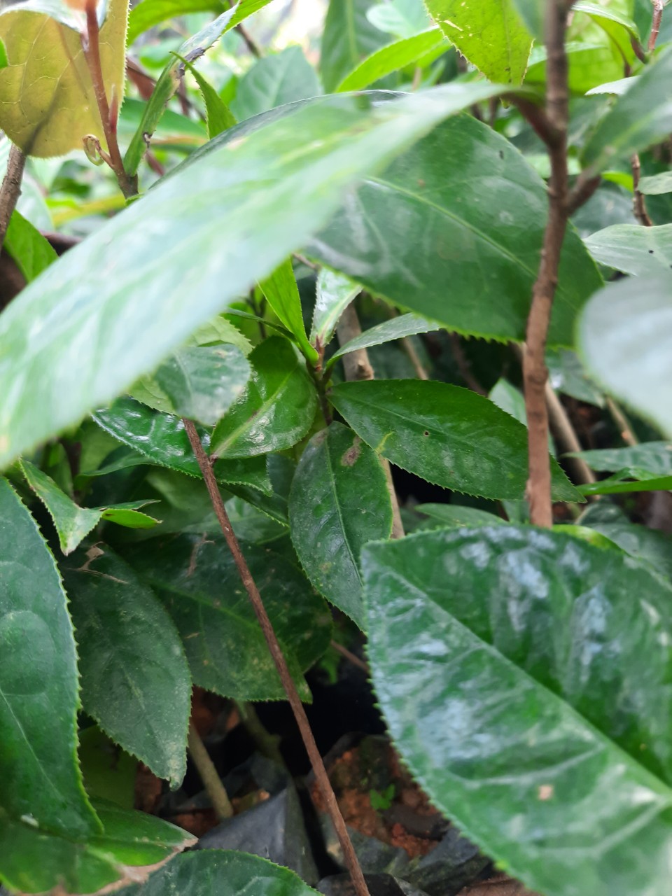 Combo 2 cây giống Hoa Hải Đường