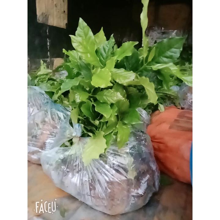 Cây cà phê giống cấy mô phù hợp mọi loại đất (cây giống bảo hành )