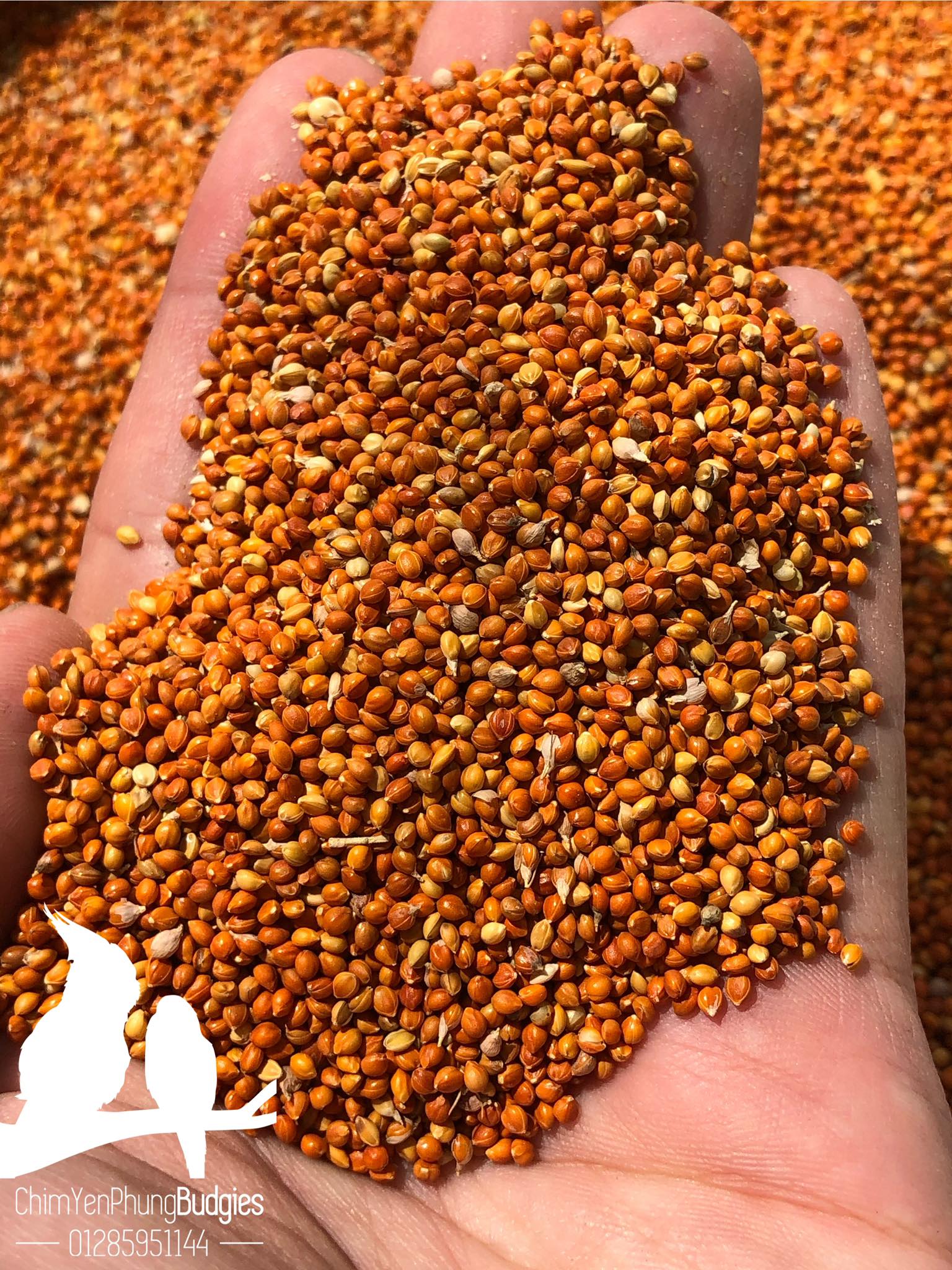 COMBO KÊ ĐỎ & KÊ VÀNG (mỗi thứ 1kg) đa công dụng.
