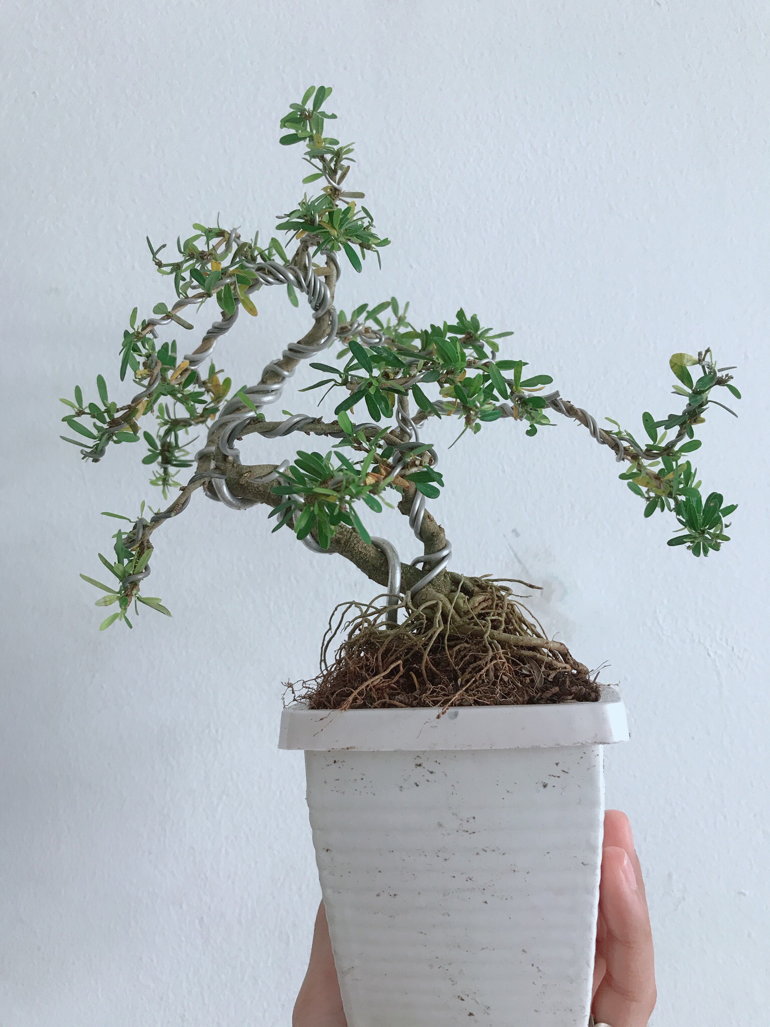 Cây Linh Sam Bonsai