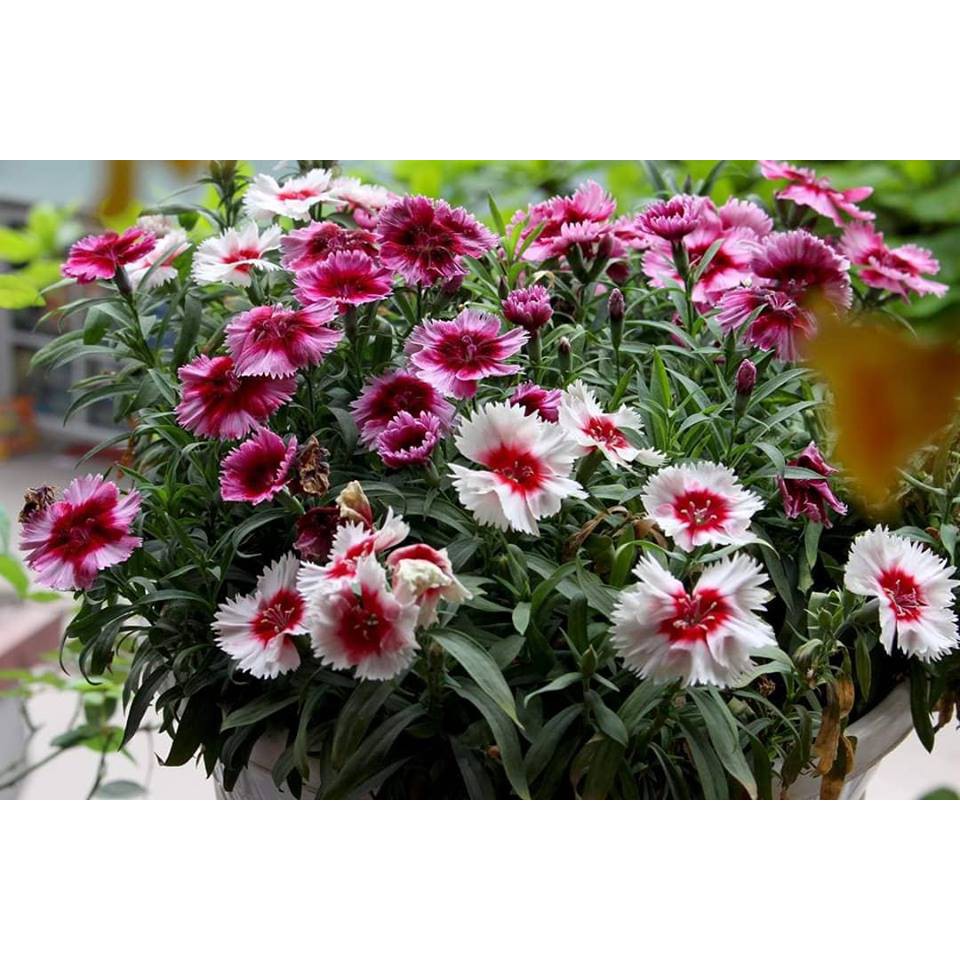 Hạt Giống Hoa Cẩm Chướng Đơn Mix - 50 hạt