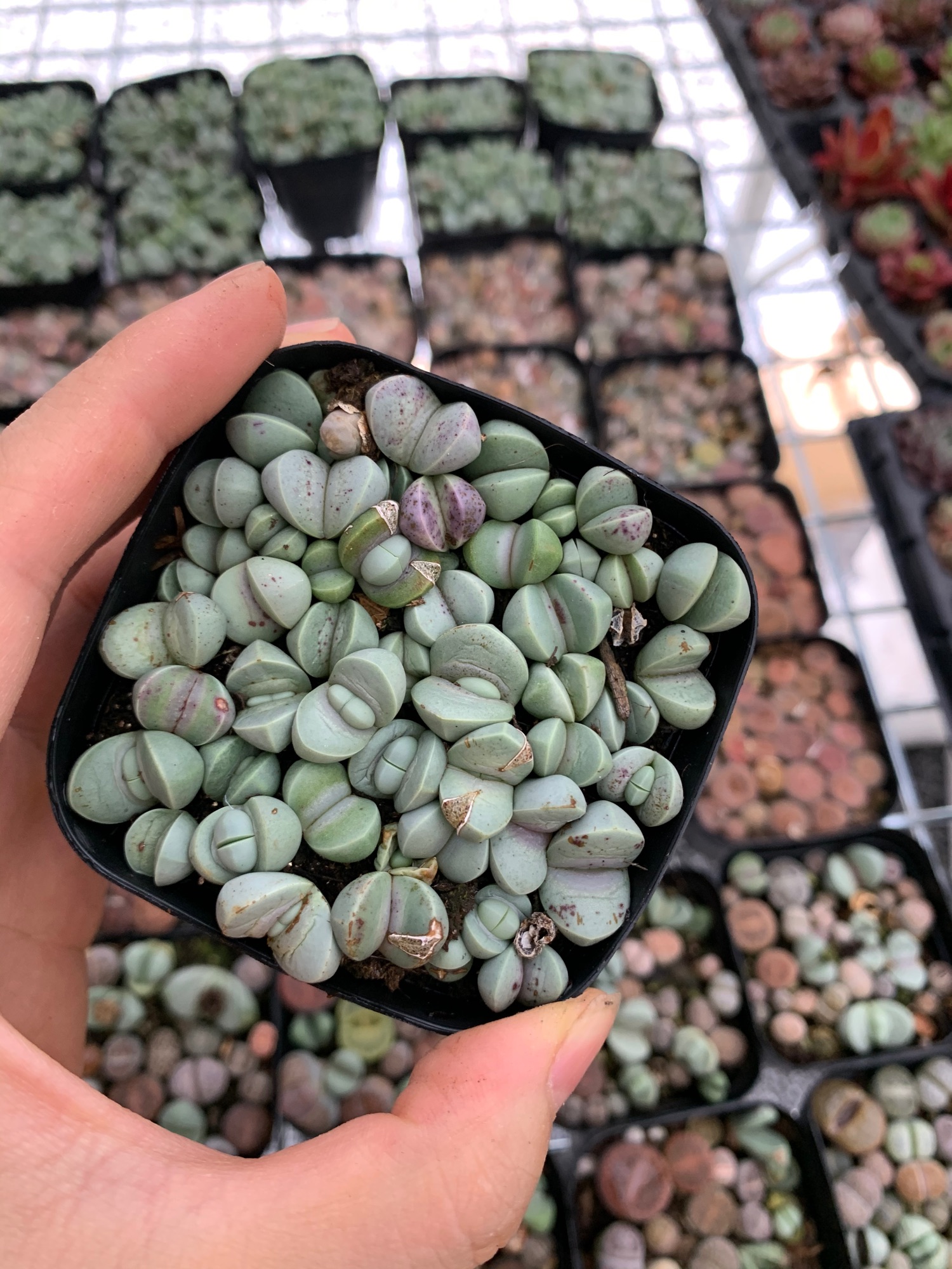 Thạch lan. Sen mông. Lithops