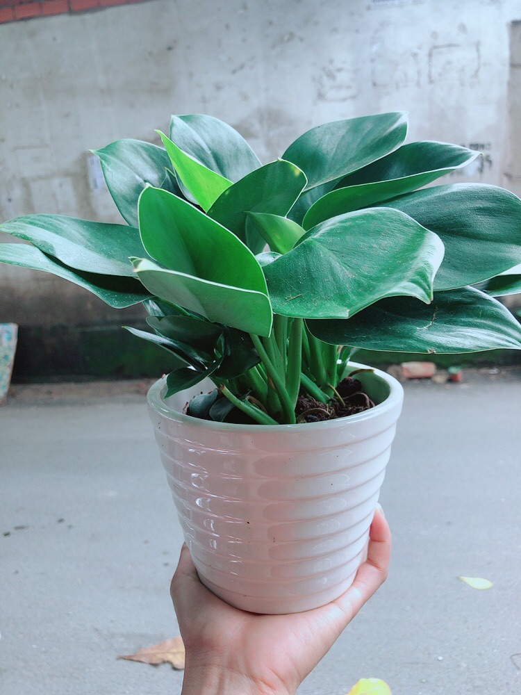 Chậu Trầu Bà Đế Vương Xanh
