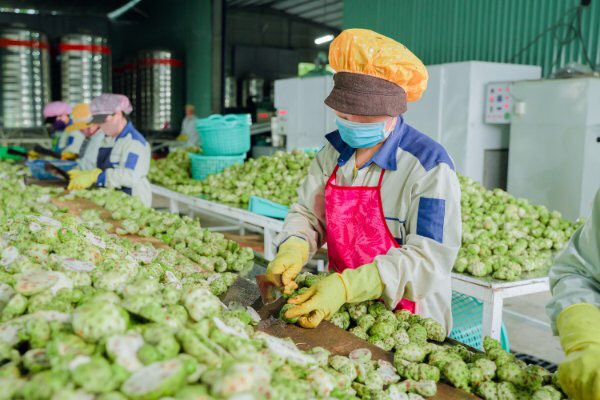Nước ép trái nhàu - Noni juice