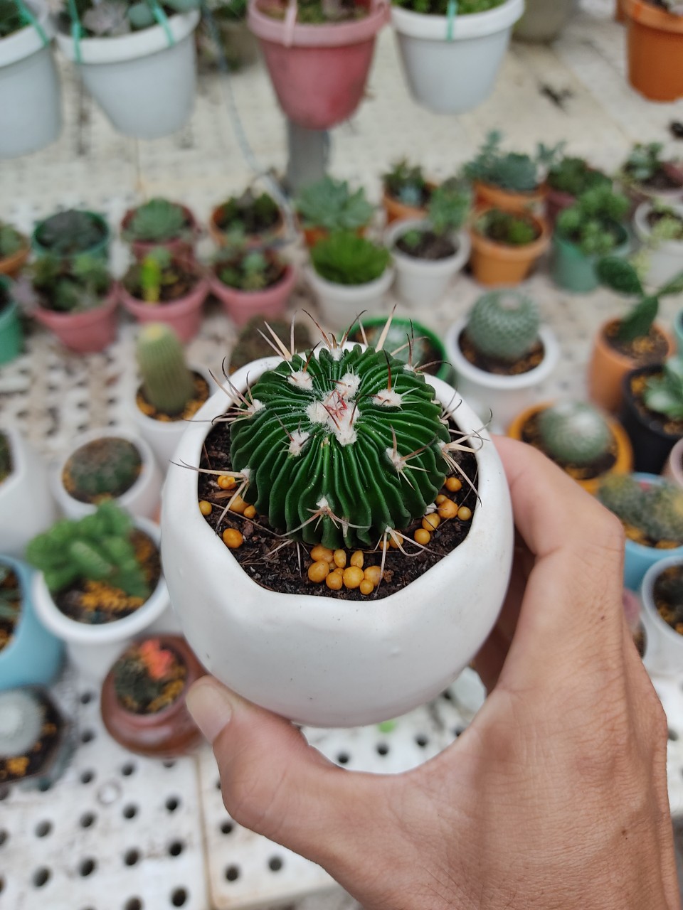 Xương rồng TRÚC NGỌC (size cây 4-5 cm)