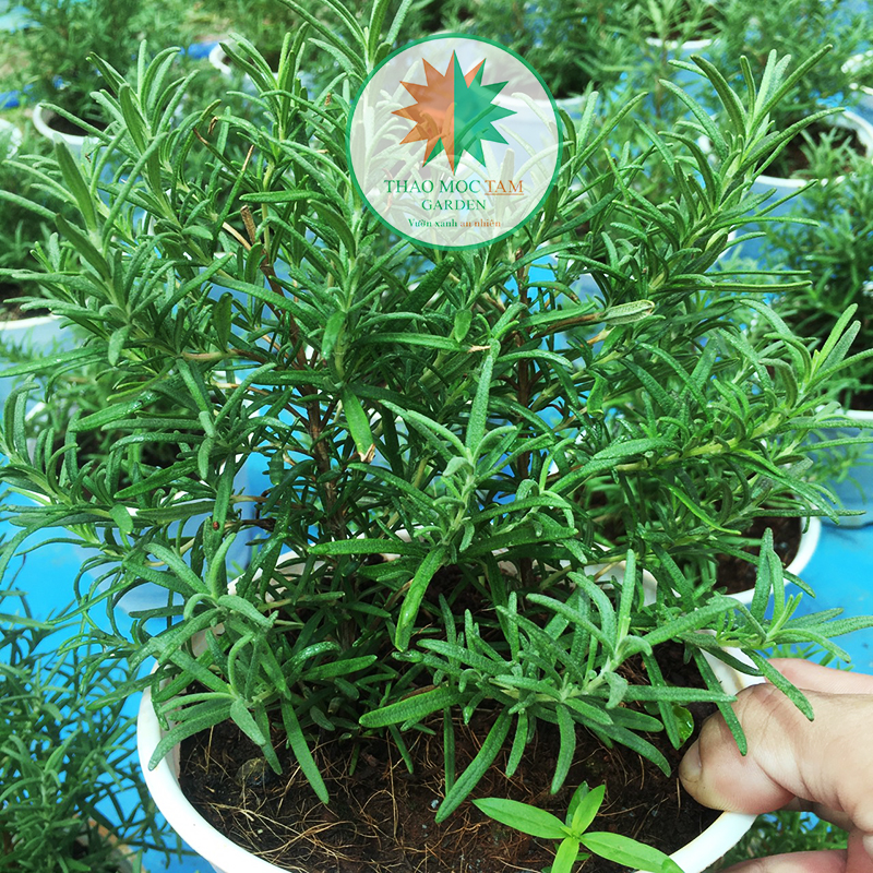 Chậu Cây Hương Thảo/ Cây Rosemary, Cây được trồng ở Cam Ranh, khí hậu miền trung dễ thích nghi dễ chăm sóc. cam kết hài lòng khách hàng
