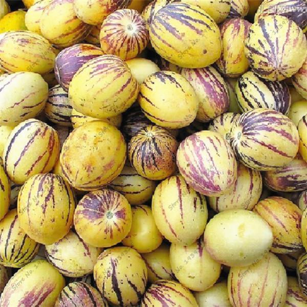 [Mới] - Combo 3 gói Hạt giống dưa pepino
