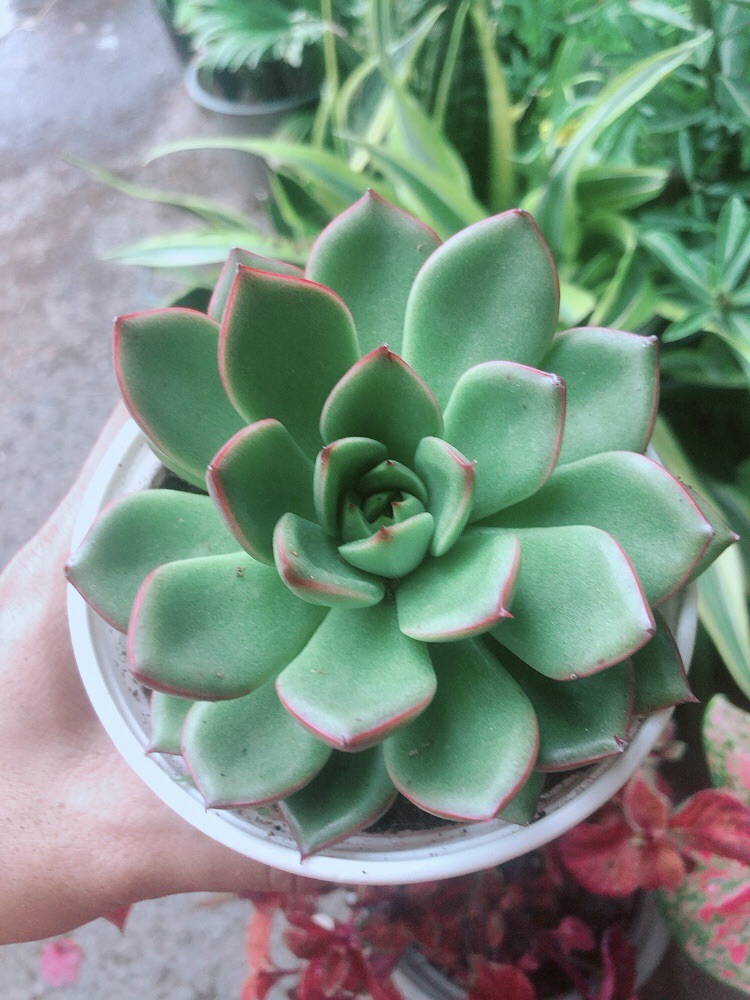 Sen Đá Viền Đỏ