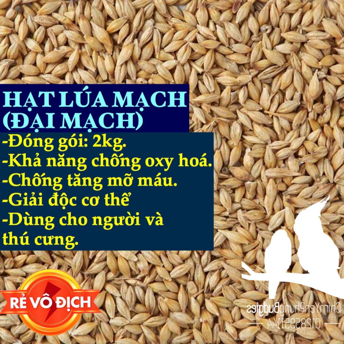4kg hạt đại mạch (Barley Seed) dinh dưỡng cho Pet.