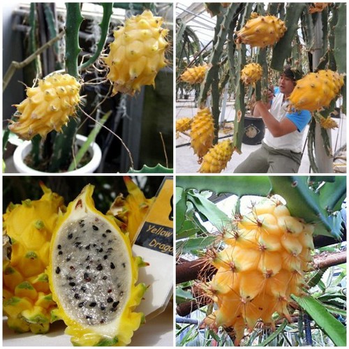 THANH LONG RUỘT VÀNG VỎ VÀNG