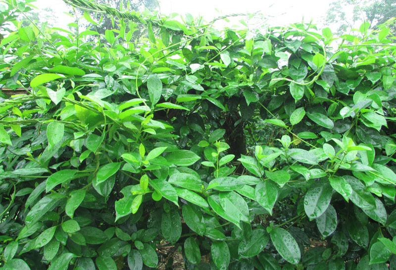 Dây Thìa Canh Tươi Hải Hậu ( 1kg)
