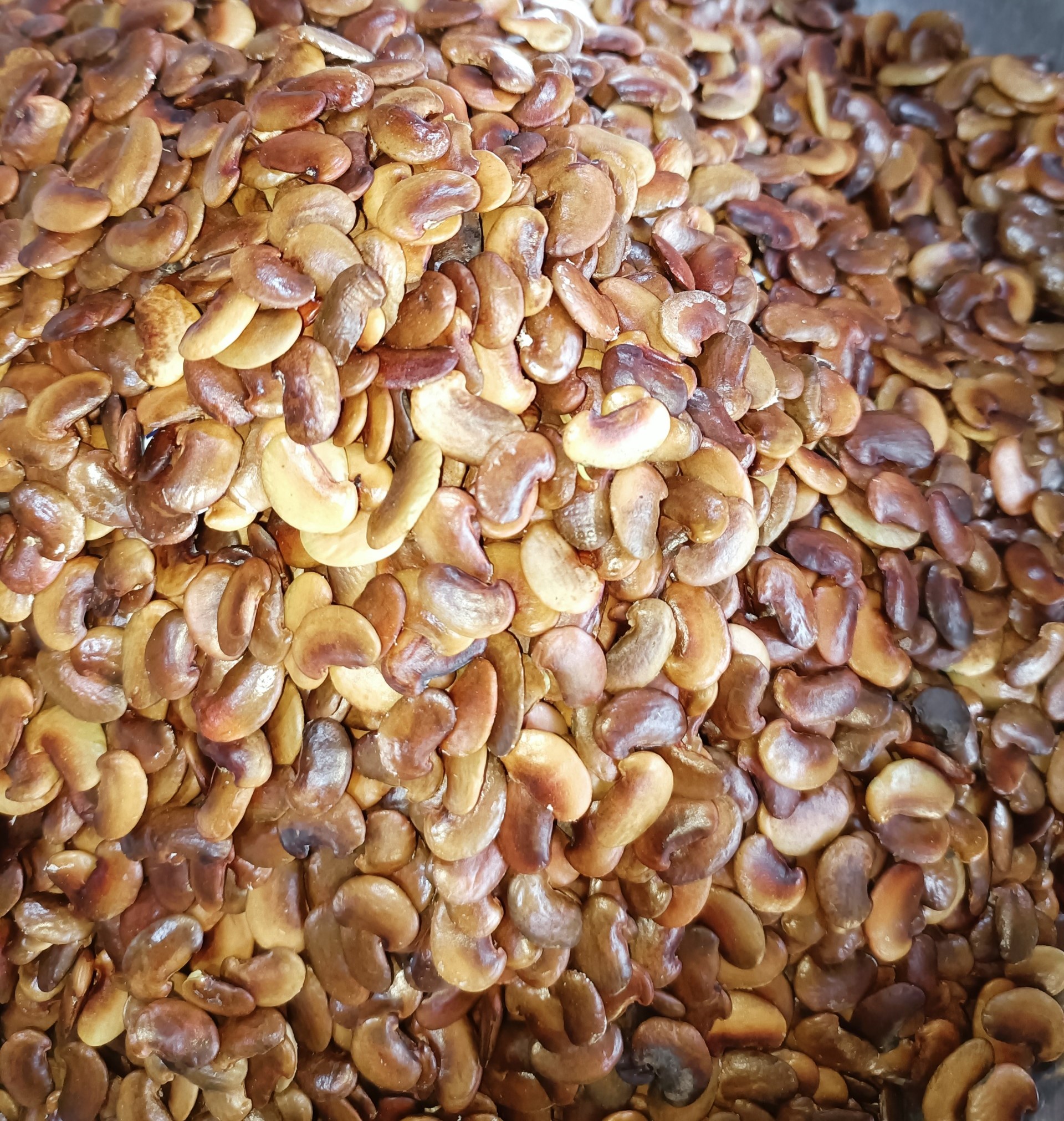 200 gram hạt giống sưa đỏ, huỳnh đàn