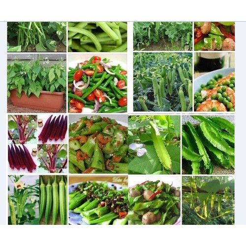 Combo 5 gói hạt giống các loại đậu dễ trồng( đậu hà lan- đậu cove- đâu rồng- đậu bắp)