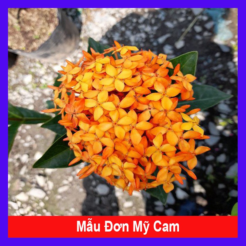 Mẫu Đơn Mỹ Cam - Cây Bông Trang Cam - caykiengsadec