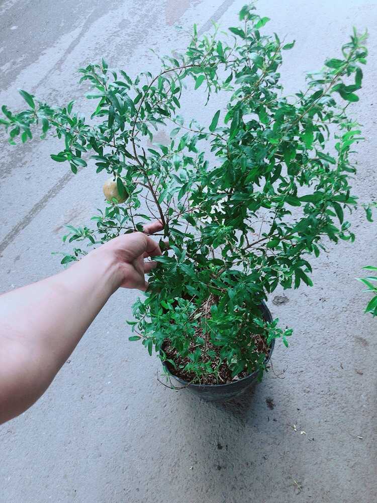 Cây lựu quả to