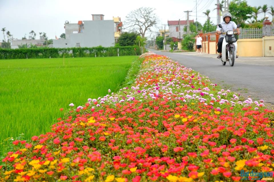 [HCM]200 HẠT GIỐNG HOA MƯỜI GIỜ NHIỀU MÀU